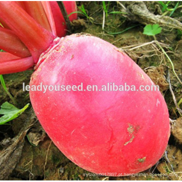 MR04 Hongpeng op sementes de rabanete vermelho de sementes de hortaliças chinesas